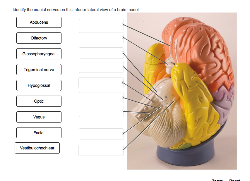 brain model labeled cranial nerves