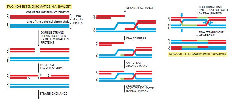 Solved Two Non Sister Chromatids In A Bivalent Additional Chegg Com