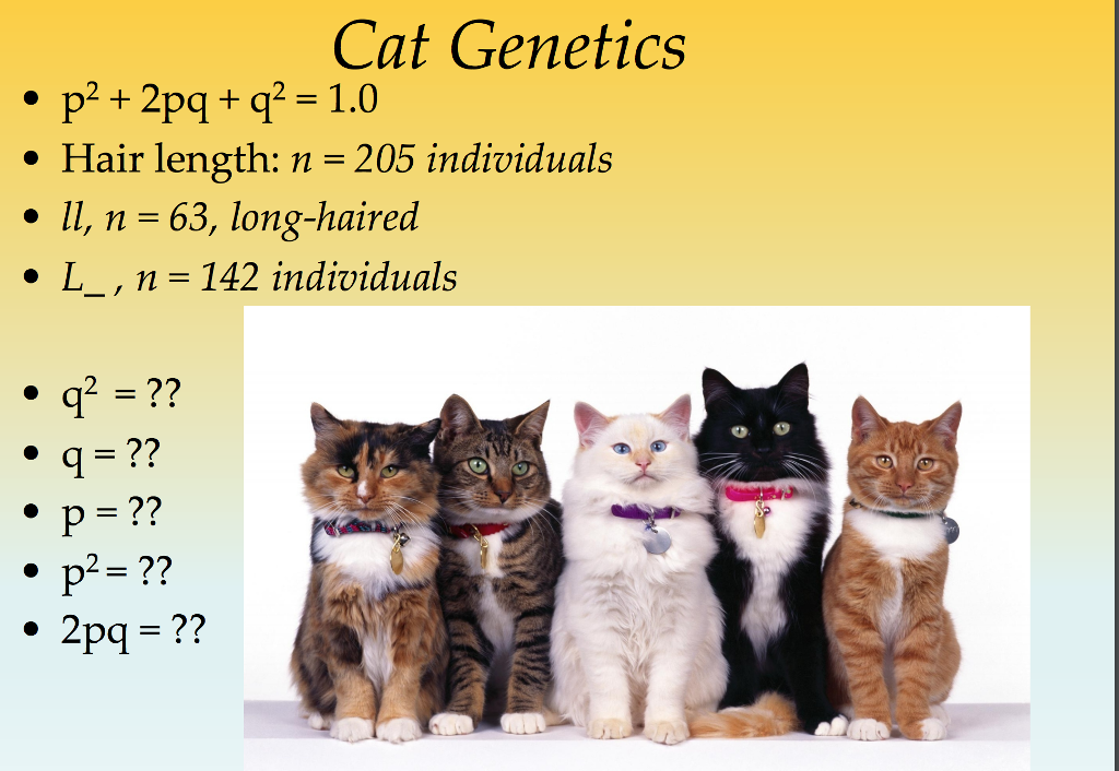 Solved P2 2pq Q Cat Genetics Hair Length 205 Indi