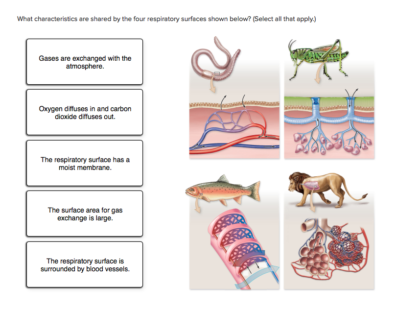 Solved Q. Based on the figure above (respiratory surface