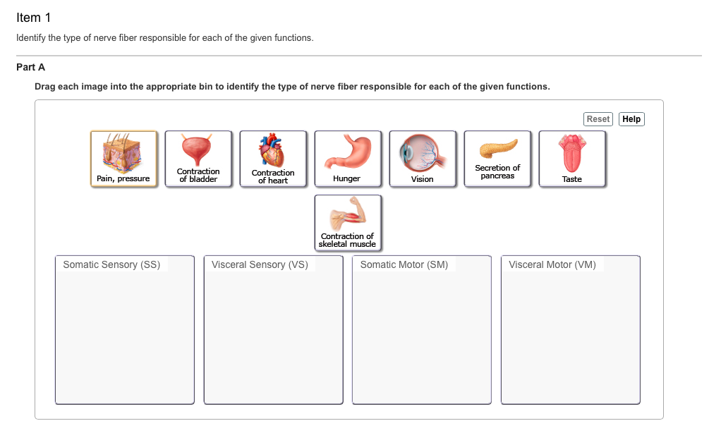 Solved Tem 1 Identify The Type Of Nerve Fiber Responsible Chegg Com