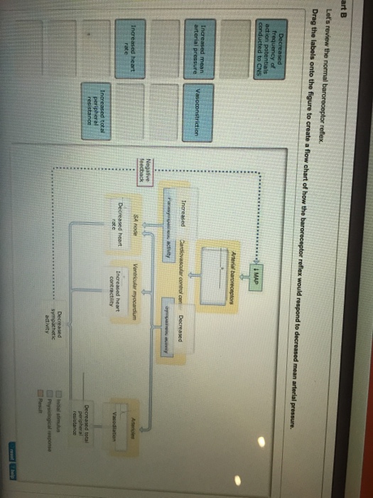 Solved Let S Review The Normal Baroreceptor Reflex Drag Chegg Com