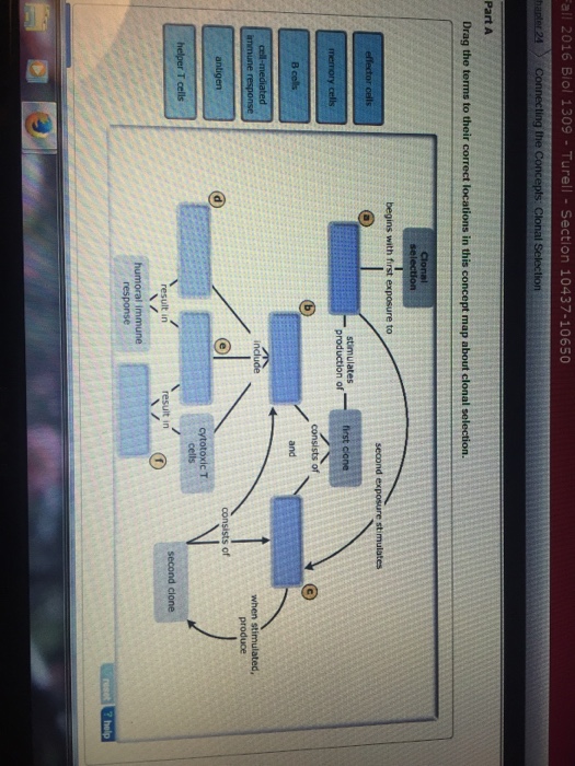 Drag The Terms To Their Correct Locations In This Concept Map About Clonal Selection. Solved: Drag The Terms To Their Correct Locations In This 