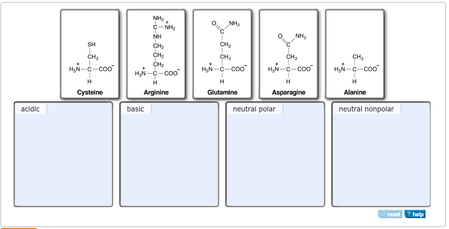 solved amino acids are the building blocks of proteins t the building blocks of proteins are