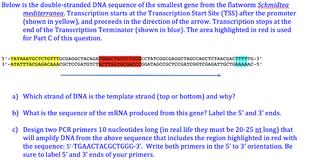 Solved Below Is The Double Stranded Dna Sequence Of The S Chegg Com