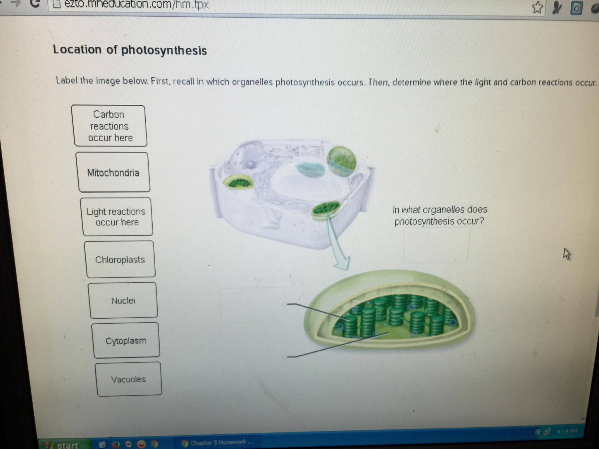 Does in what organelle photosynthesis occur Does in what organelle photosynthesis occur