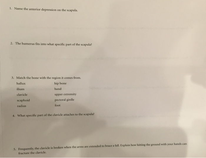 Solved 1 Name The Anterior Depression On The Scapula 2 Chegg Com