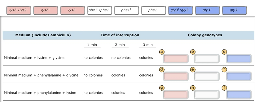 in chemical plasma found elements Gene  Mapping Copy in In Bacteria Conjugation and