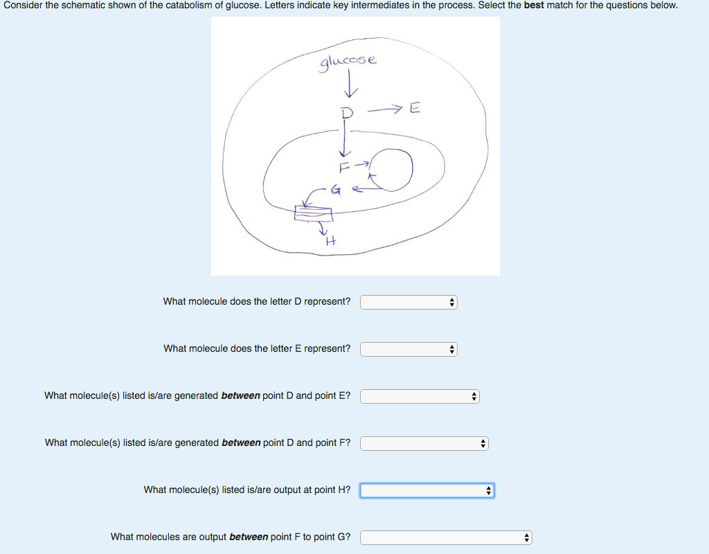 Consider The Schematic Shown Of The Catabolism Of Chegg 