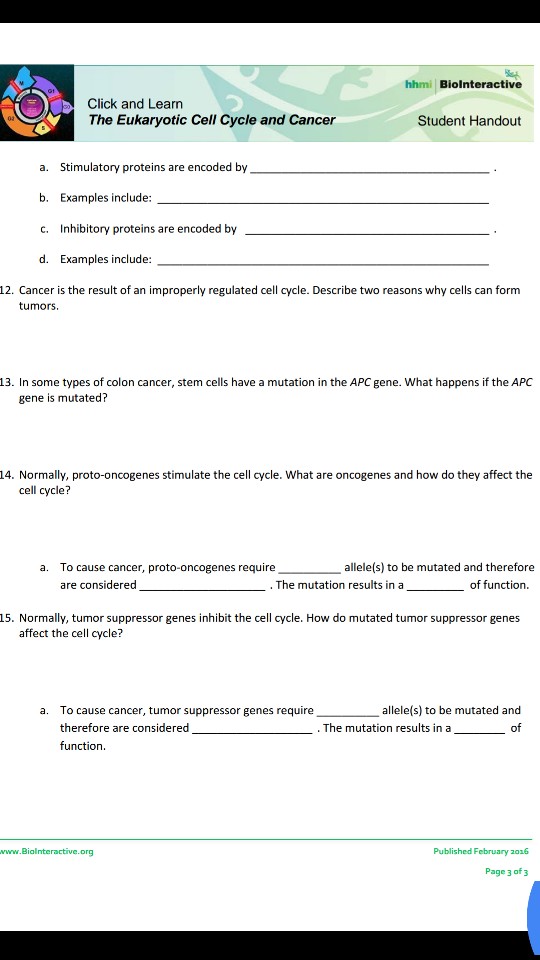 Solved Hhmi Biolnteractiv Click And Learn The Eukaryotic