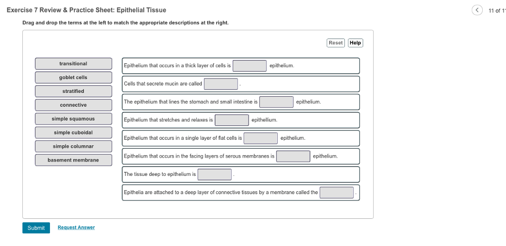 Exercise 7 Review Practice Sheet Epithelial Tissue Chegg 