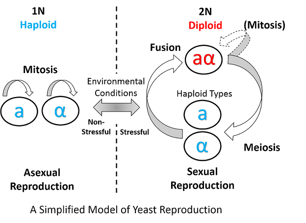 mitosis vs meiosis haploid diploid