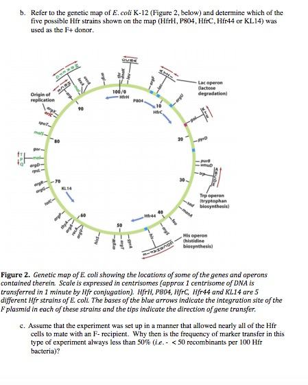 Lab report of the experiment of conjugation of e coli essay 08 image