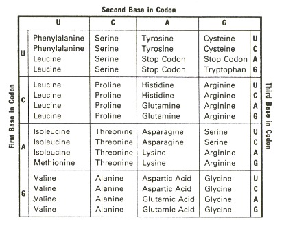 Amino Acid Chart One Letter