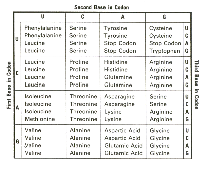 Amino Acid Abbreviations Chart