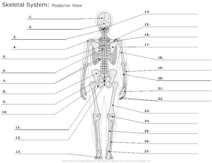 blank skeletal system