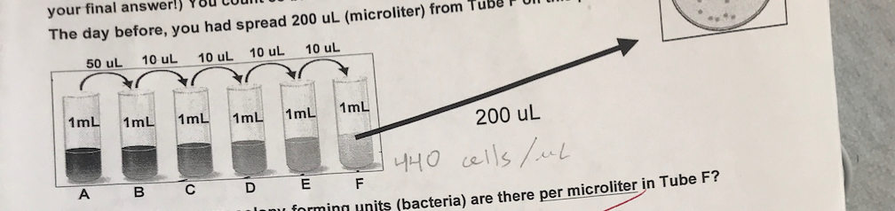 Solved Dilution Problem You Count 88 Bactrial Colonies On Chegg Com