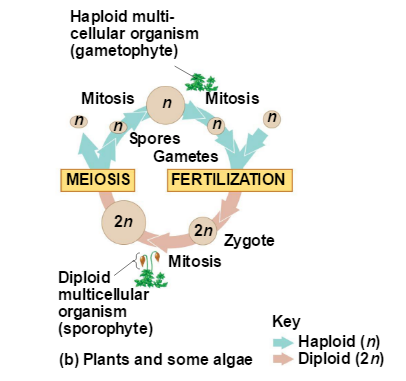 Solved When and Where do mitosis and meiosis occur during 