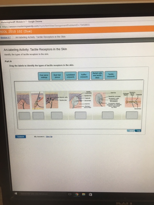 Art Labelling Activity Tactile Receptors In The Skin Chegg 