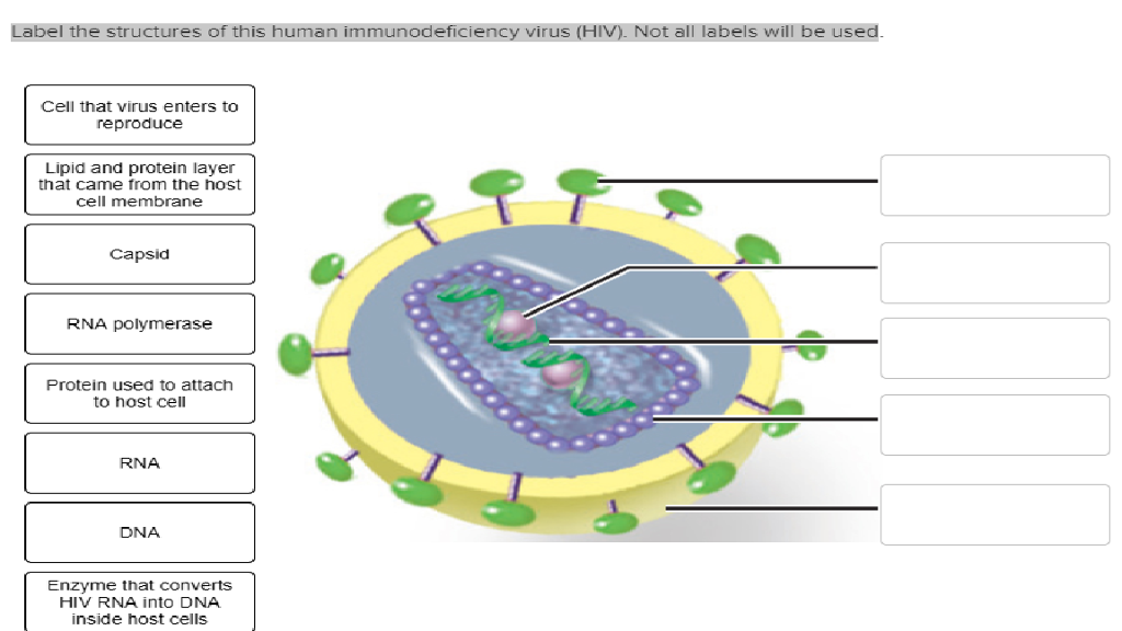 hiv virus model labeled