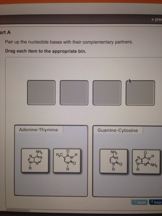 Pair Up The Nucleotide Bases With Their Complementary Chegg Com