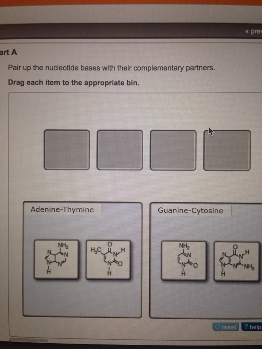 Solved Pair Up The Nucleotide Bases With Their Complementary Chegg Com