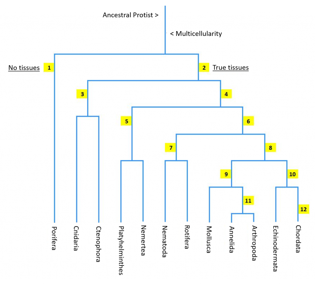 Porifera Characteristics Chart