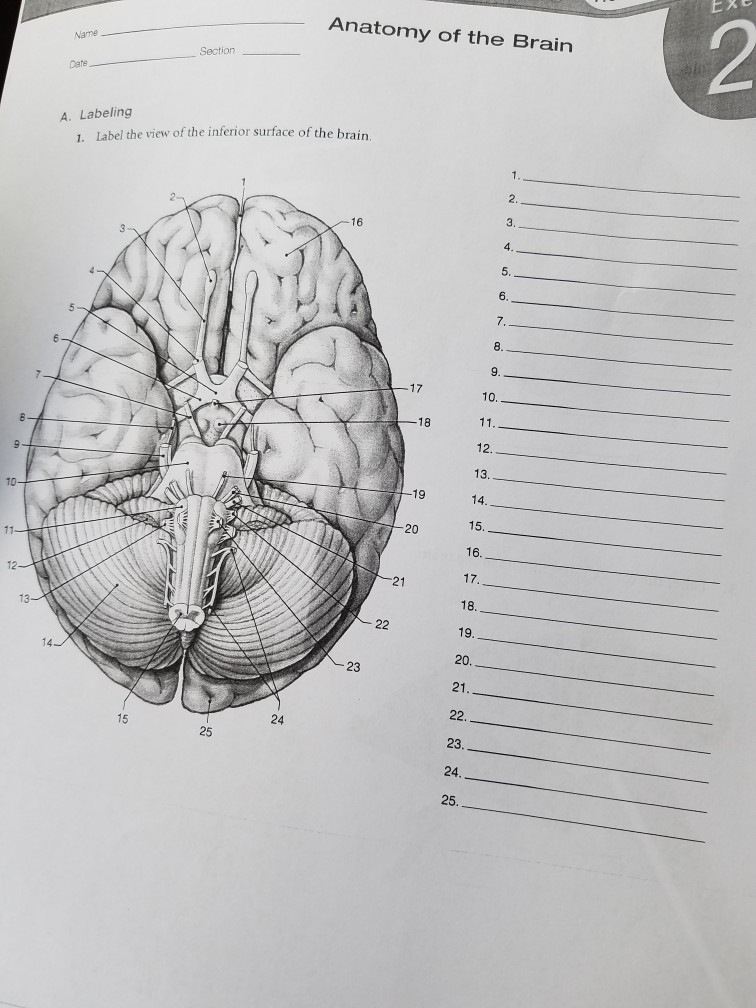 Solved Exe Anatomy Of The Brain Section Date A Labeling