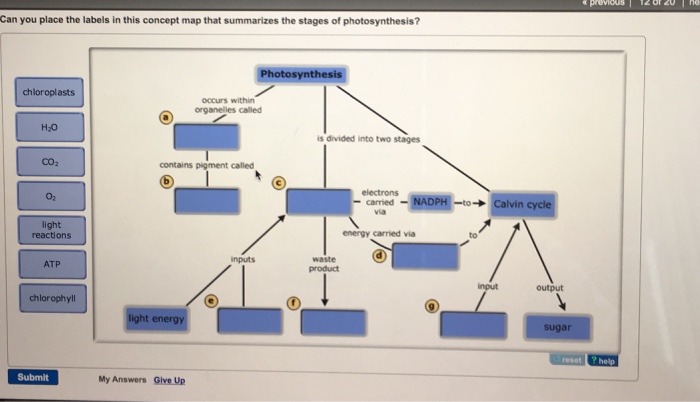 Can You Place The Labels In This Concept Map That Summarizes The Stages Of Photosynthesis? Solved: Can You Place The Labels In This Concept Map That 