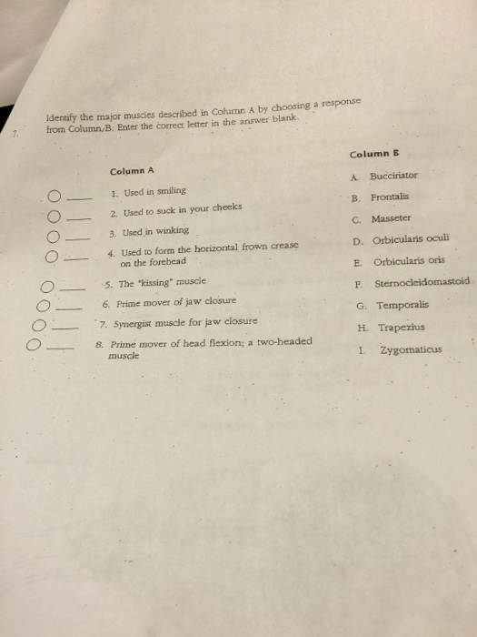 Solved Identify The Major Muscles Described In Column A B