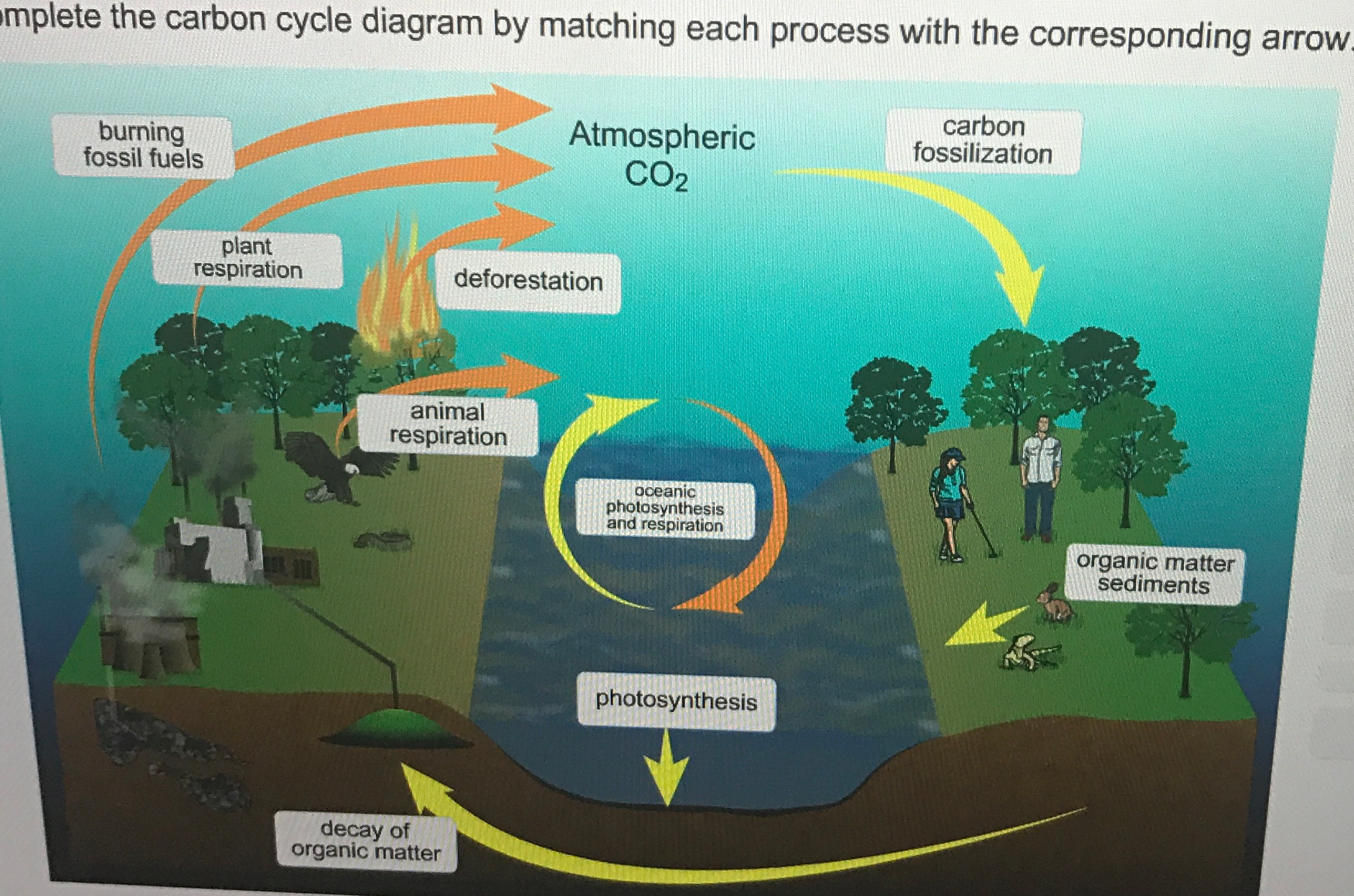 Brainpop carbon cycle worksheet answers image