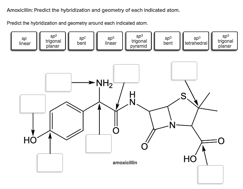 Amoxicillin Predict The Hybridization And Geometry Chegg 