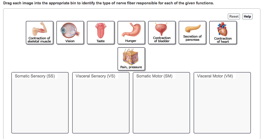 Solved HUMAN ANATOMY Identify The Type Of Nerve Fiber Re