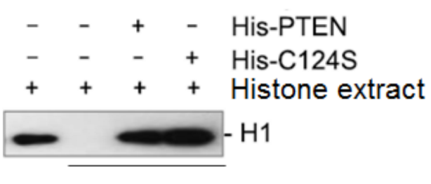 Question: Mutation of a cystein residueC124 to serine (C124S) renders the PTEN protein unable to performi...