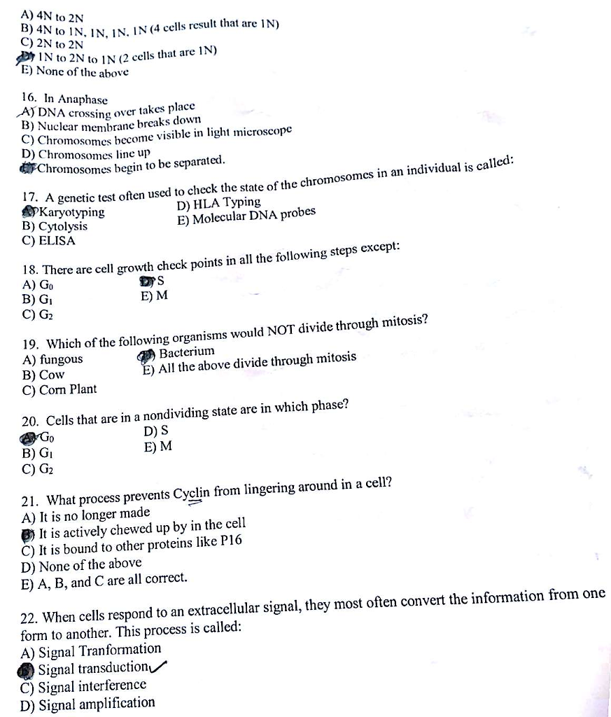 Binary fission occurs in image