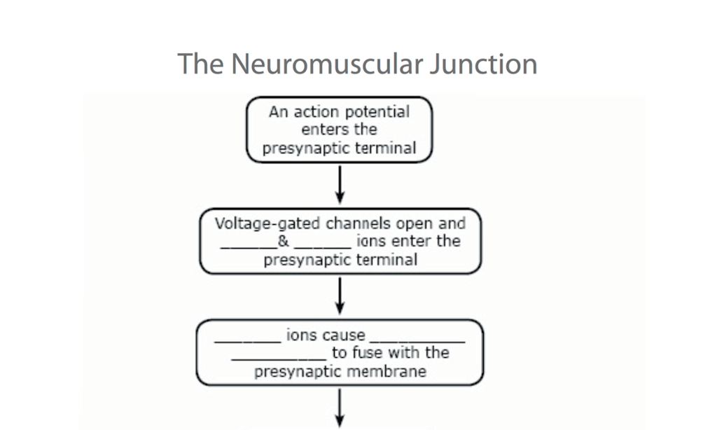 Neuromuscular Junction Flow Chart