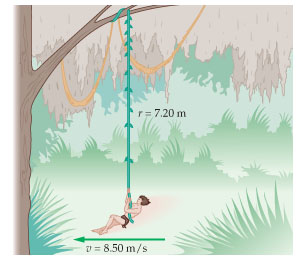 Solved Jeff of the Jungle swings on a vine that is 7.20 m