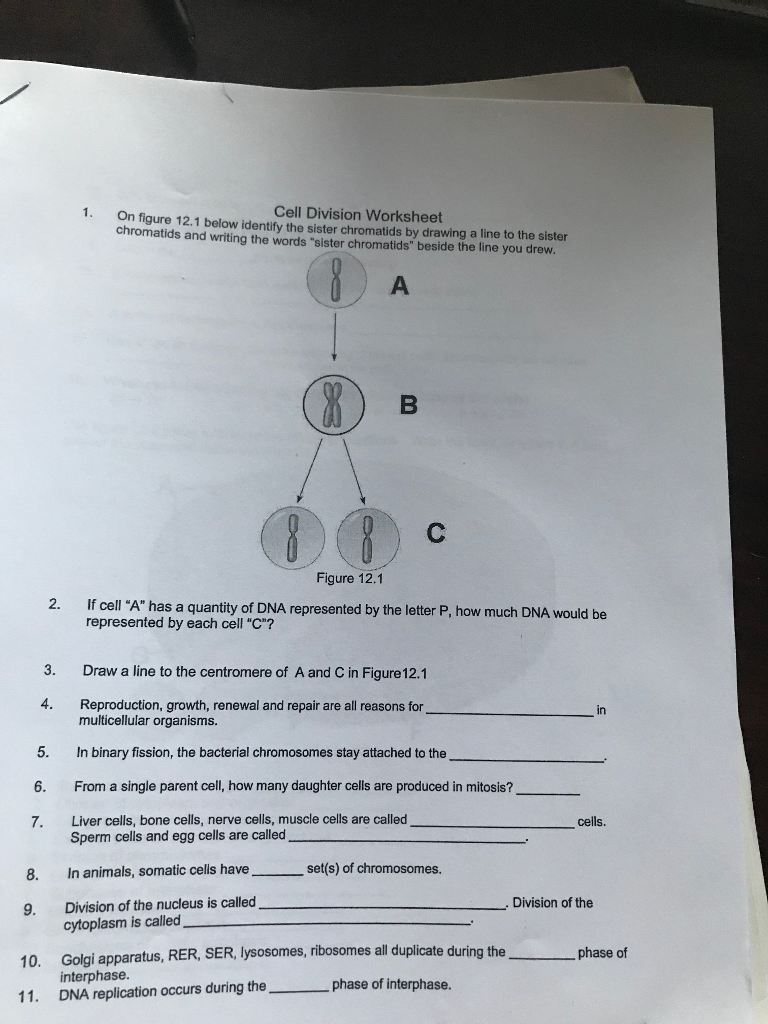 Solved 20. On figure 202.20 below identify the sister  Chegg.com With Cell Division Worksheet Answers