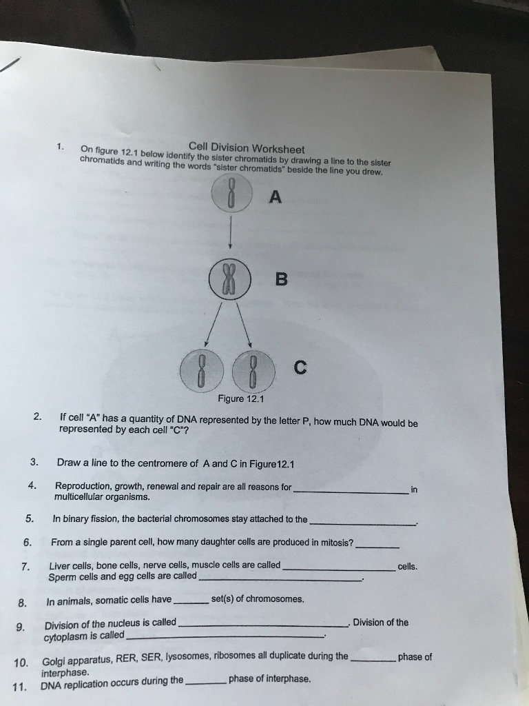 Solved 22. On figure 222.22 below identify the sister  Chegg.com With Regard To Cell Division Worksheet Answers