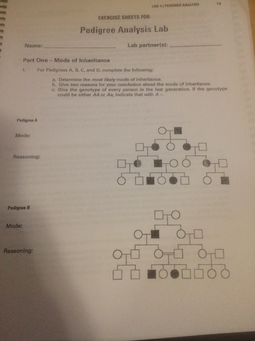 Solved: Genetics- Lab 4 Pedigree Analysis Part One- Mode O ...