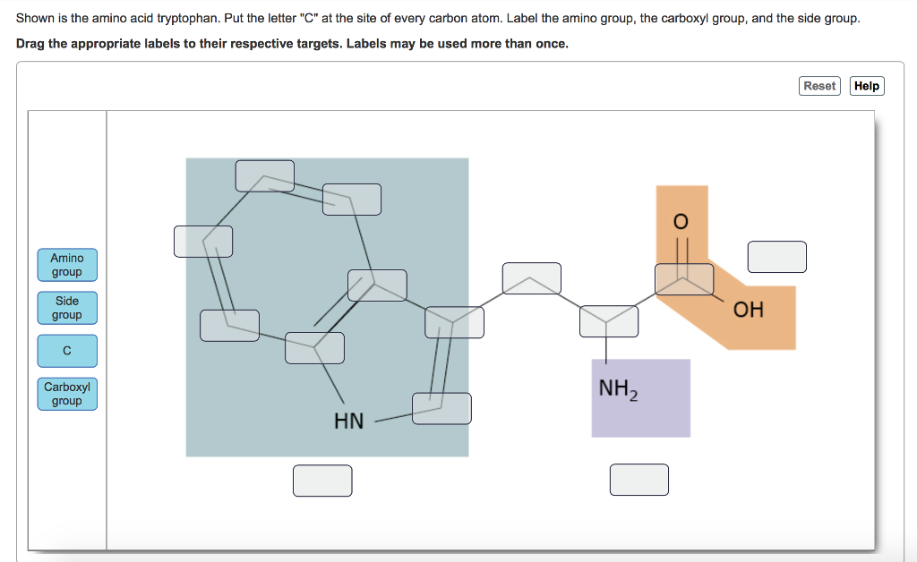 amino group and carboxyl group