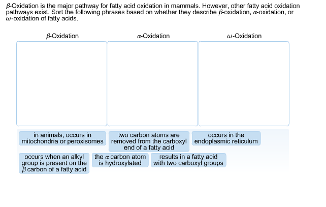 What stimulates beta oxidation of fatty acids image