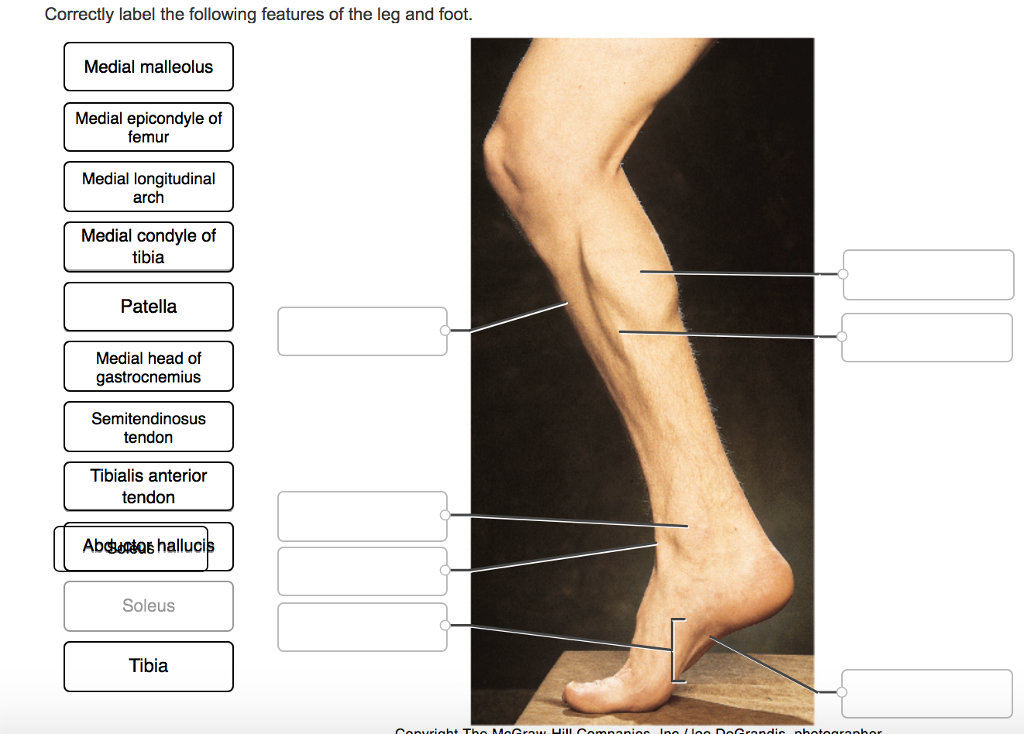 Correctly label the following features of the leg and foot. 