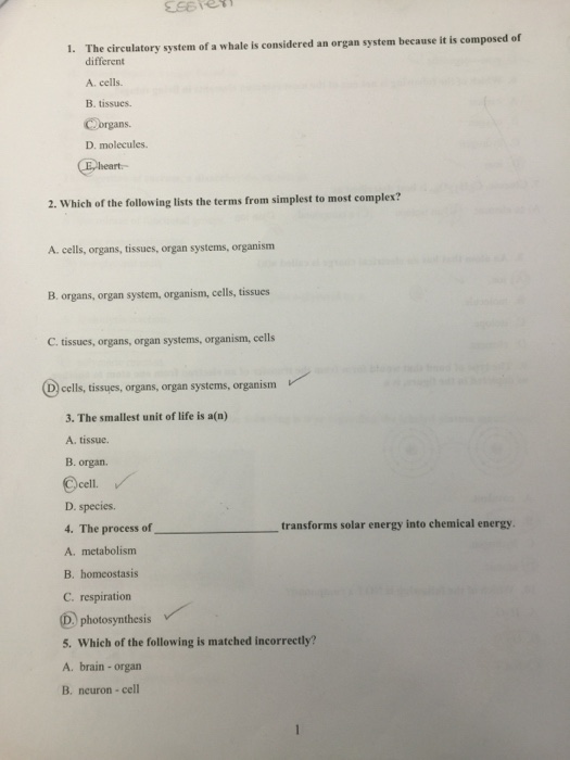 Solved The Circulatory System Of A Whale Is Considered An Chegg Com