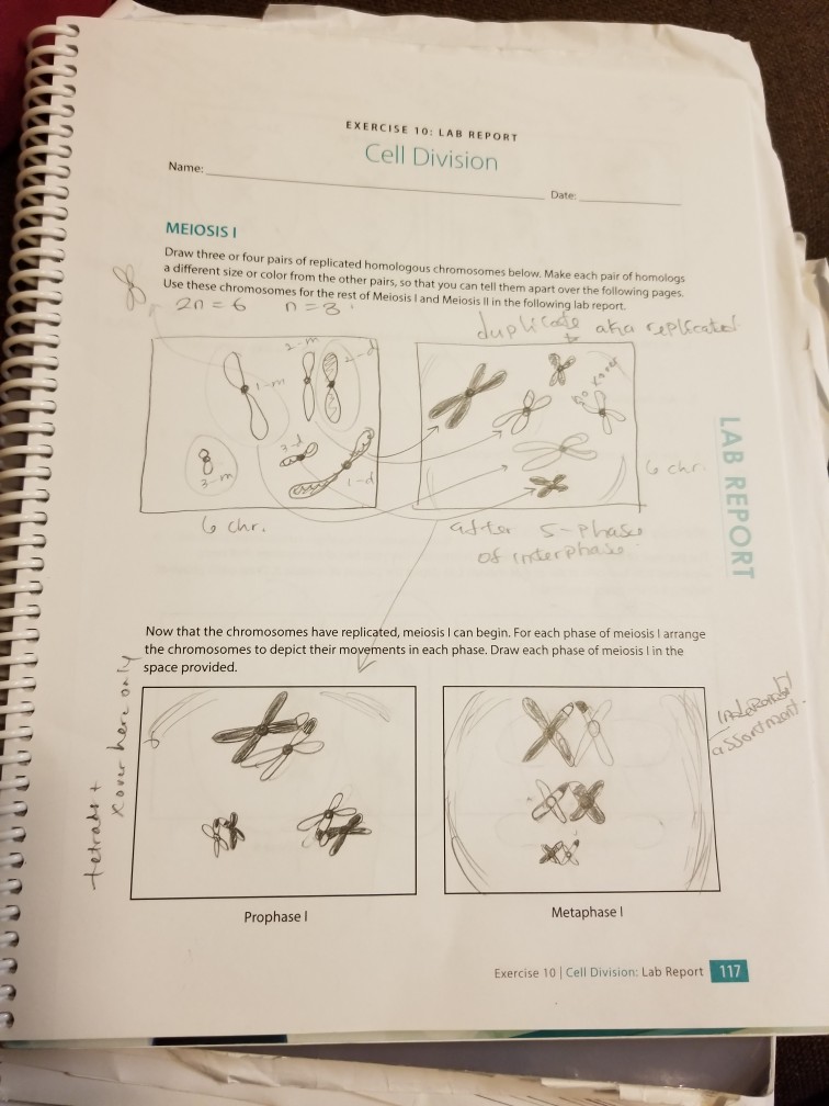 Cell EXERCISE Solved: MEIOSI LAB 10: ... Division REPORT Name: