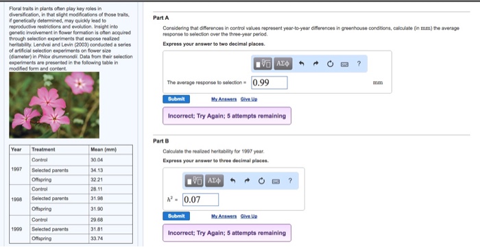 Floral traits in plants oten play key roles in diversiication, in that slight modfications of those traits, geneticaly determined, may quickly lead to reproductive restrictions and evolution. insight into genetic irvolvement in flower formation is often acquired through selection experiments that expose realzed heritability lendvai and levin (2003) conducted a series of artificial selection experiments on fower size (diameter) in phlox drummonds. data from their selection experiments are presented in the following table in part a considering that differences in control values represent year-to-year differences in greenhouse conditions, calculate (n mm) the average response to selection over the three-year period express your answer to two decimal places the average response to selection0.99 ain my answers give up incorrect; try again 5 attempts remaining part b year treatment mean (mm) 30 .04 34.13 32 21 28.11 31.98 31.90 29.68 31.81 33.74 calculate the realzed henitablity for 1997 year express your answer to three decimal places. 997 selected parents offspring 1998 elected parents offspring -0.07 submit my answern give up 99 selected parents offspring incorrect; try again; 5 attempts remaining