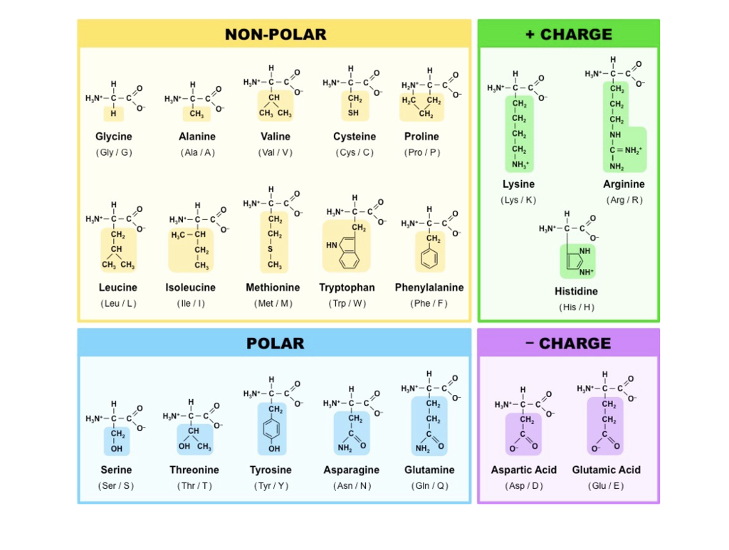 amino acids chart
