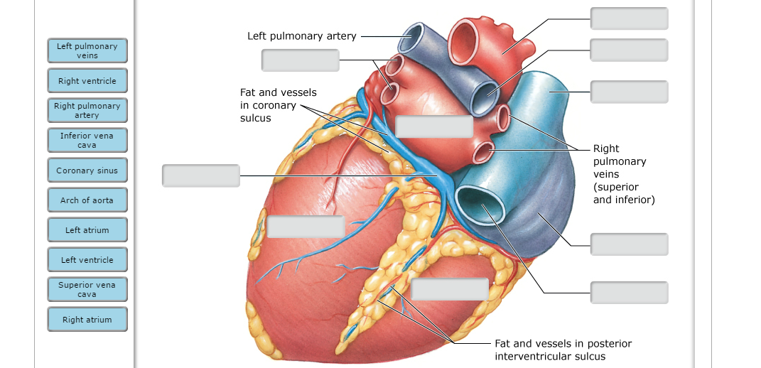 Solved Internodal Pathways Purkinje Fibers AV Bundle Sino