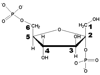 Solved: Name This Molecule. I Think Its Some Type Of Fruct... | Chegg.com