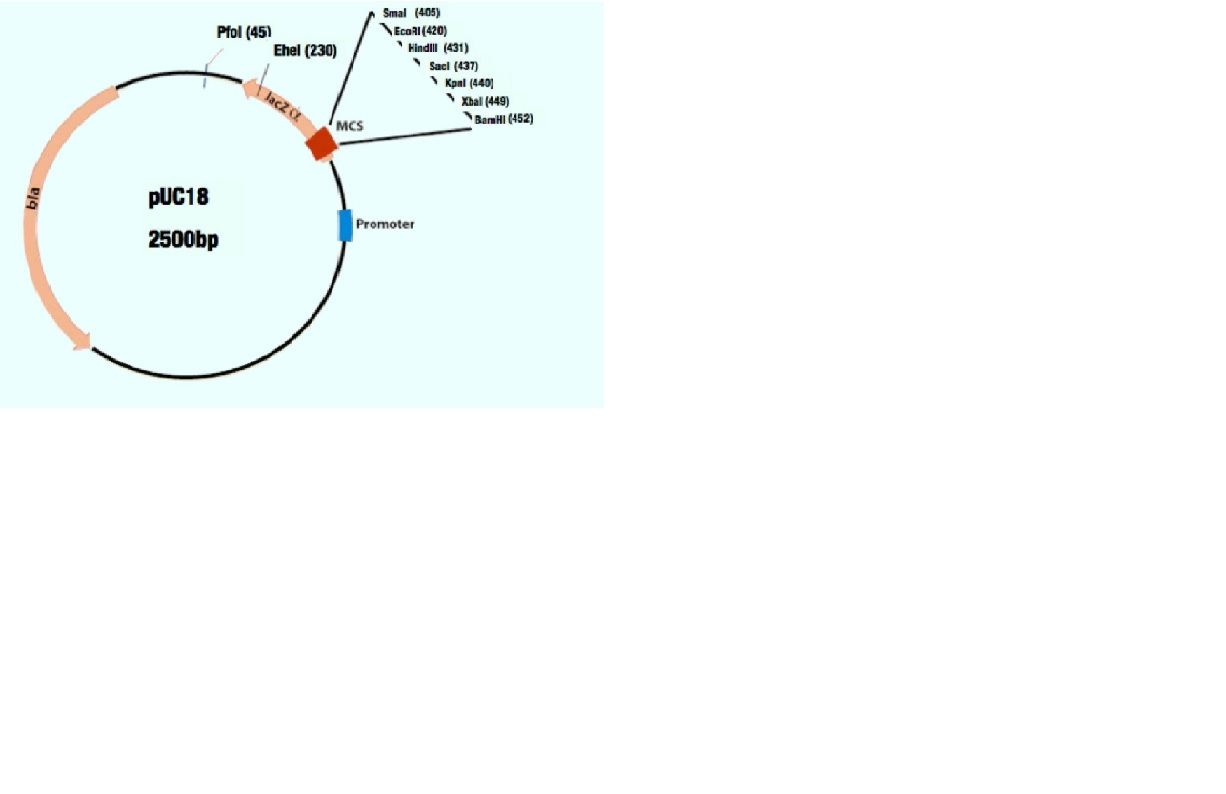 Solved Problem 1 Restriction Enzymes 50 Points 6 Part Chegg Com